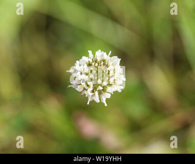 Nahaufnahme der Trifolium repens, auch bekannt als die Weißklee, Niederländisch Klee, Ladino Klee oder Ladino, blühen im Frühling Stockfoto