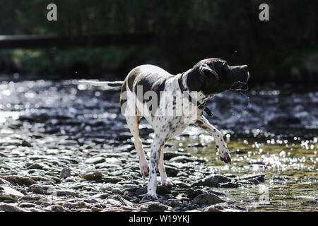 Hund english pointer Baden im Fluss im Wald Stockfoto