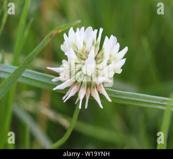 Nahaufnahme der Trifolium repens, auch bekannt als die Weißklee, Niederländisch Klee, Ladino Klee oder Ladino, blühen im Frühling Stockfoto