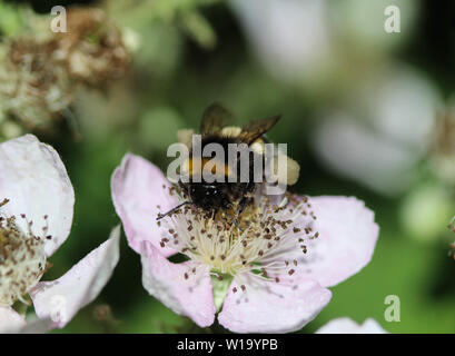 Nahaufnahme der Buff tailed Hummel im Garten Stockfoto
