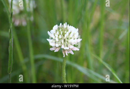 Nahaufnahme der Trifolium repens, auch bekannt als die Weißklee, Niederländisch Klee, Ladino Klee oder Ladino, blühen im Frühling Stockfoto