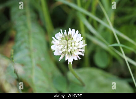 Nahaufnahme der Trifolium repens, auch bekannt als die Weißklee, Niederländisch Klee, Ladino Klee oder Ladino, blühen im Frühling Stockfoto