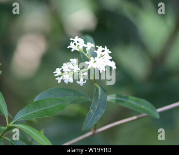 Nahaufnahme der Ligustrum vulgare Blume Stockfoto