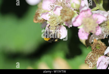 Nahaufnahme der Buff tailed Hummel im Garten Stockfoto