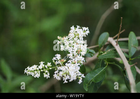 Nahaufnahme der Ligustrum vulgare Blume Stockfoto