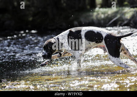 Hund english pointer Baden im Fluss im Sommer Wald Stockfoto