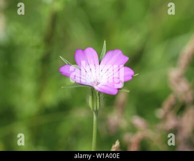 Nahaufnahme der Mais - cockle Blume Stockfoto