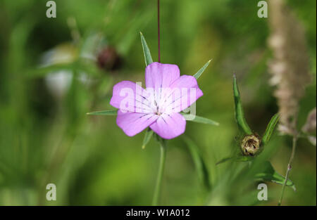 Nahaufnahme der Mais - cockle Blume Stockfoto