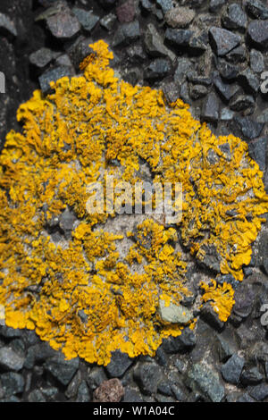 Nahaufnahme der Flechten Xanthoria parietina Stockfoto