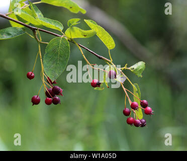 Nahaufnahme der Amelanchier ovalis Berry Stockfoto