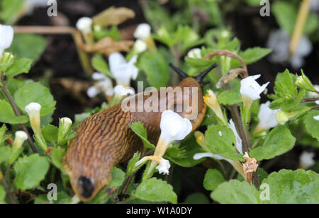 Nahaufnahme Spanisch slug (Arion vulgaris) im Garten Stockfoto