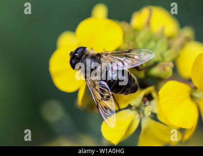 Nahaufnahme der Eristalis tenax oder Drohne fliegen, eine Europäische hoverfly, sitzend auf Blume Stockfoto