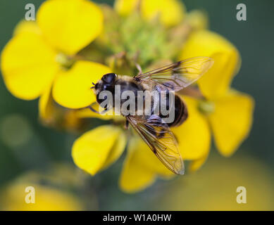 Nahaufnahme der Eristalis tenax oder Drohne fliegen, eine Europäische hoverfly, sitzend auf Blume Stockfoto