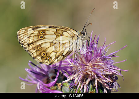 Marmor weiß, Schachbrett, Melanargia galathea, Sakktáblalepke Stockfoto