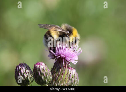 Nahaufnahme der Heide demütig - Biene oder kleine Heide Hummel, Bombus jonellus Stockfoto