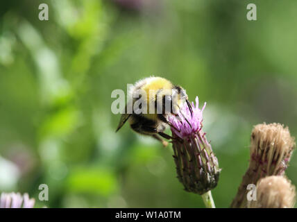 Nahaufnahme der Heide demütig - Biene oder kleine Heide Hummel, Bombus jonellus Stockfoto