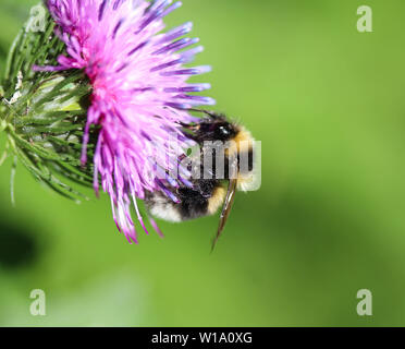 Nahaufnahme der Heide demütig - Biene oder kleine Heide Hummel, Bombus jonellus Stockfoto