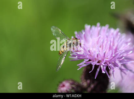 Nahaufnahme der marmalade Hoverfly oder Episyrphus balteatus sitzen auf Blume im Garten Stockfoto