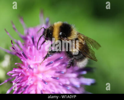 Nahaufnahme der Heide demütig - Biene oder kleine Heide Hummel, Bombus jonellus Stockfoto