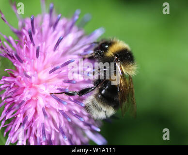 Nahaufnahme der Heide demütig - Biene oder kleine Heide Hummel, Bombus jonellus Stockfoto