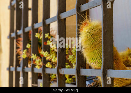 Die grüne und orangefarbene Pflanzen in einem Übertopf, hinter Gitter Metall Fenster: ein Kaktus mit Haaren wie Stacheln in der Front, mehr Pflanzen in unscharfen Hintergrund ( Stockfoto