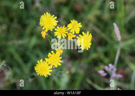 Nahaufnahme der glatten hawksbeard Blume Stockfoto