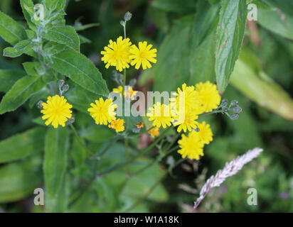 Nahaufnahme der glatten hawksbeard Blume Stockfoto