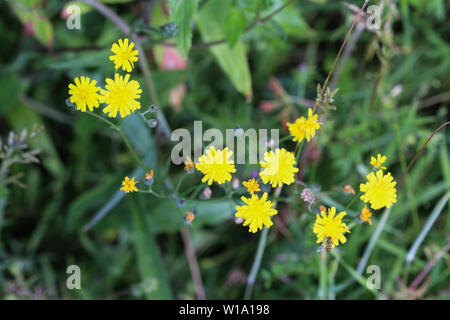 Nahaufnahme der glatten hawksbeard Blume Stockfoto