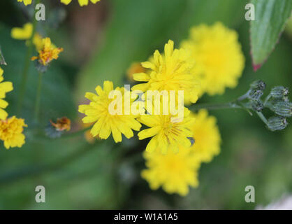 Nahaufnahme der glatten hawksbeard Blume Stockfoto