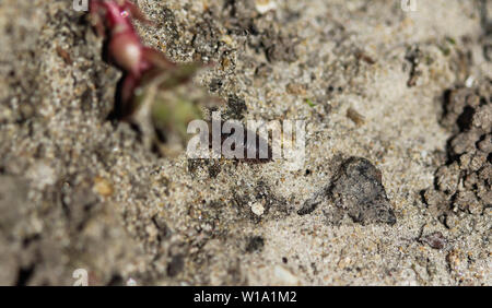 Nahaufnahme der einfach Rough woodlouse Stockfoto