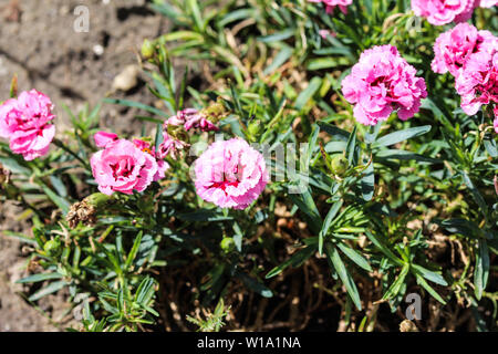 Nahaufnahme der Dianthus caryophyllus, die allgemein bekannt sind oder die Nelke Nelke Rosa ist eine Pflanzenart aus der Gattung Dianthus. Diese Blume blüht im Frühjahr in einem Gar Stockfoto