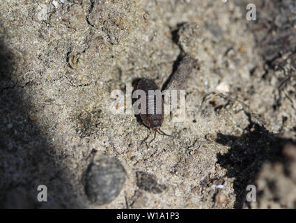 Nahaufnahme der einfach Rough woodlouse Stockfoto