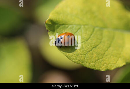 In der Nähe von Seven-Spot ladybird auf Blatt Stockfoto