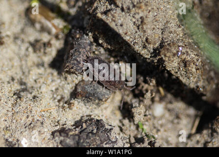 Nahaufnahme der einfach Rough woodlouse Stockfoto