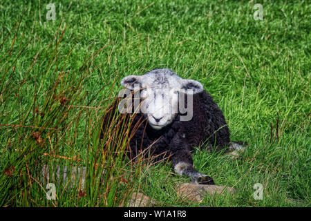 Ist eine niedliche Herdwick-schafe Lamm auf der grünen Wiese. Nationalpark Lake District, Cumbria, England. Großbritannien Stockfoto