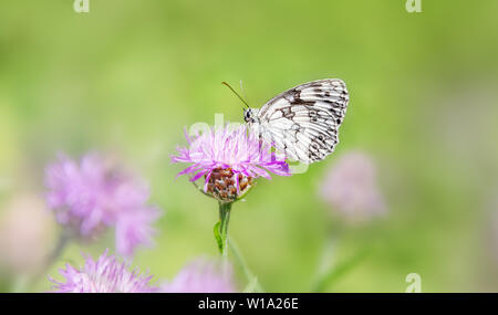 Schmetterling Schachbrettfalter (Melanargia galathea) männliche Bauchseite, auf lila Blüte flockenblume Centaurea jacea (braun) in einer Wiese, Rheinland Deutschland Stockfoto