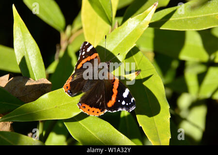 Admiral, Admiral, Vulcain, Vanessa atalanta, atalantalepke, admirálislepke, Budapest, Ungarn, Magyarország, Europa Stockfoto