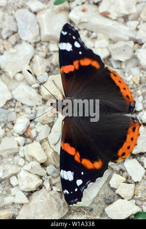 Admiral, Admiral, Vulcain, Vanessa atalanta, atalantalepke, admirálislepke, Budapest, Ungarn, Magyarország, Europa Stockfoto