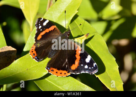 Admiral, Admiral, Vulcain, Vanessa atalanta, atalantalepke, admirálislepke, Budapest, Ungarn, Magyarország, Europa Stockfoto