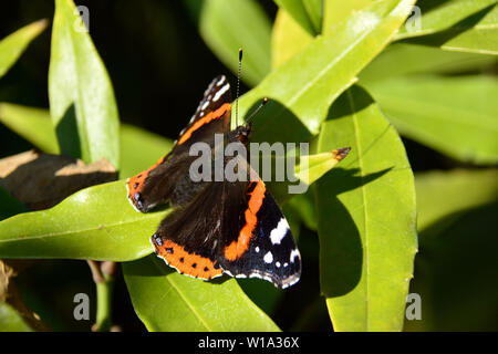 Admiral, Admiral, Vulcain, Vanessa atalanta, atalantalepke, admirálislepke, Budapest, Ungarn, Magyarország, Europa Stockfoto