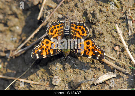 Karte, Landkärtchen, Araschnia levana Stockfoto