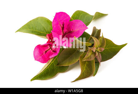 Bougainvillea Blumen auf weißem Hintergrund Stockfoto