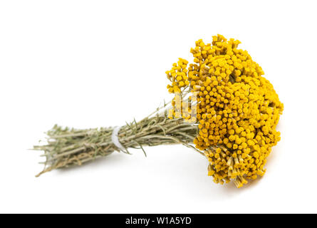 Helichrysum Blumen isoliert auf weißem Hintergrund Stockfoto