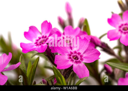 Kriechenden Phlox (Phlox subulata) auf weißem Hintergrund Stockfoto