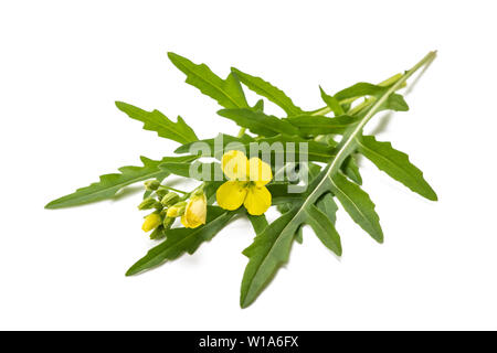 Frische Rucola mit Blume isoliert auf weißem Stockfoto