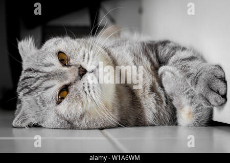 Scottish Fold Katze, die auf dem Boden kauerte. Katze lag auf dem Boden. Scottish Fold Katze suchen. Stockfoto