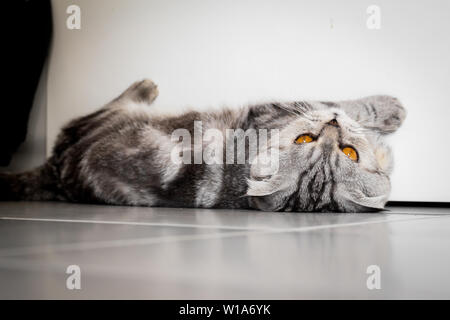 Scottish Fold Katze, die auf dem Boden kauerte. Katze lag auf dem Boden. Scottish Fold Katze suchen. Stockfoto