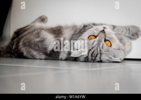 Scottish Fold Katze, die auf dem Boden kauerte. Katze lag auf dem Boden. Scottish Fold Katze suchen. Stockfoto