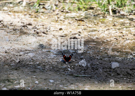 Wilder Schmetterling auf dem Boden Stockfoto
