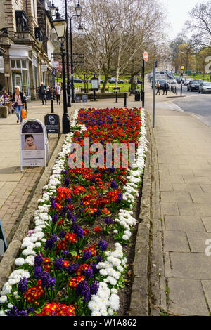 Längliches Blumenbett voller Hyazinthen, Primrosen und englischer Gänseblümchen entlang des Montpellier Quarter, Harrogate, North Yorkshire, England, UK. Stockfoto